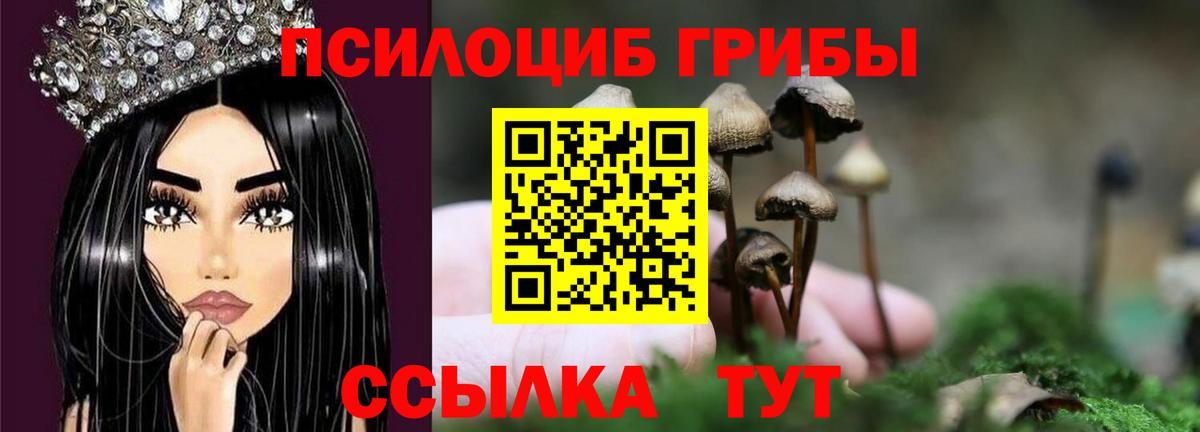 Черняховск  Псилоцибиновые грибы Cubensis  даркнет сайт  Вход с VPN 